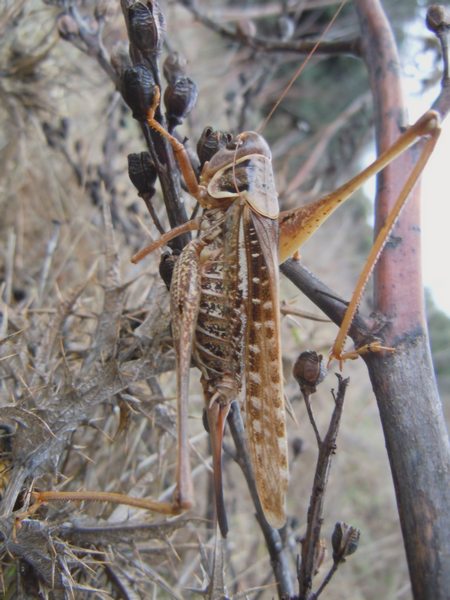 Tettigonidae da Luogosanto (OT)